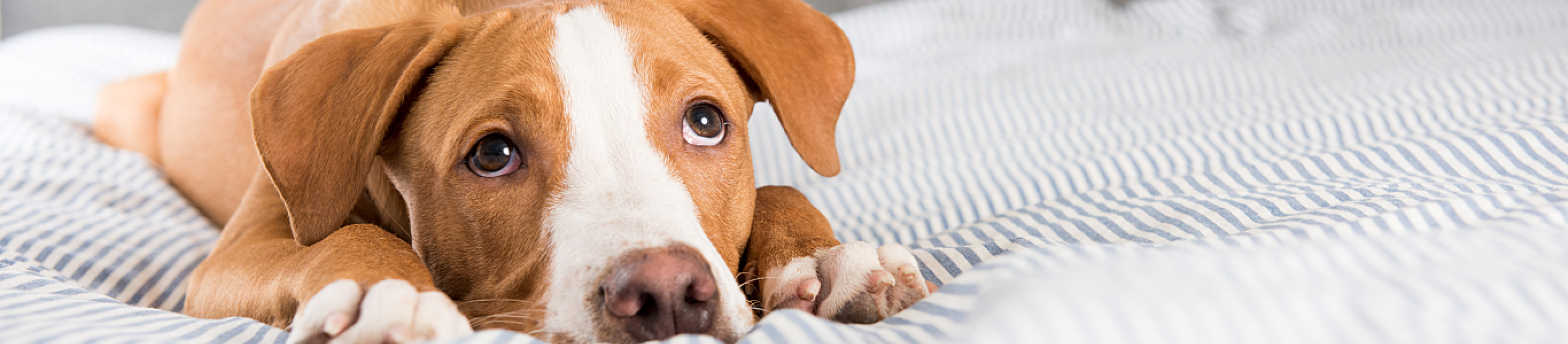 Dog laying down on bed looking sad